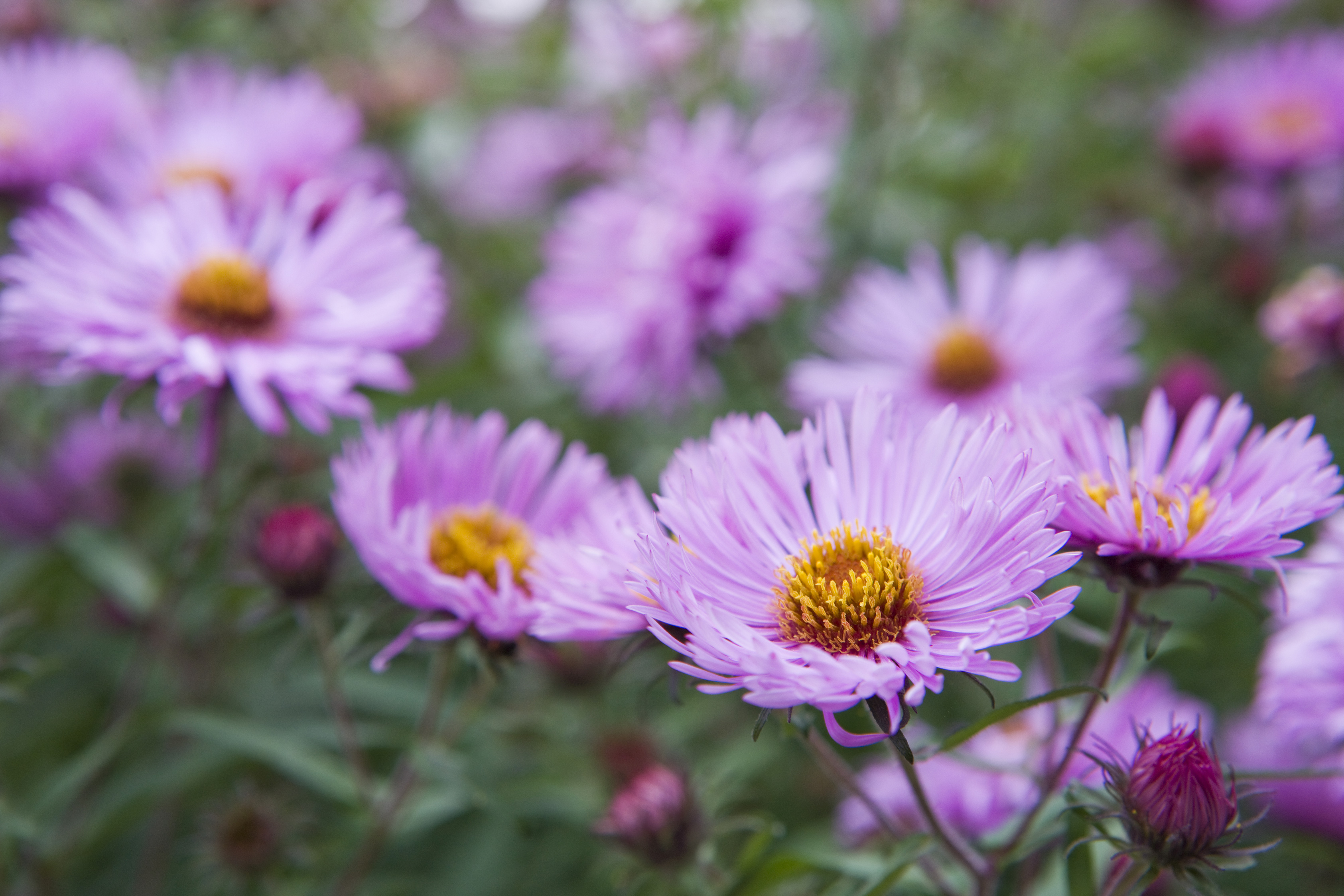 Raublatt-Aster