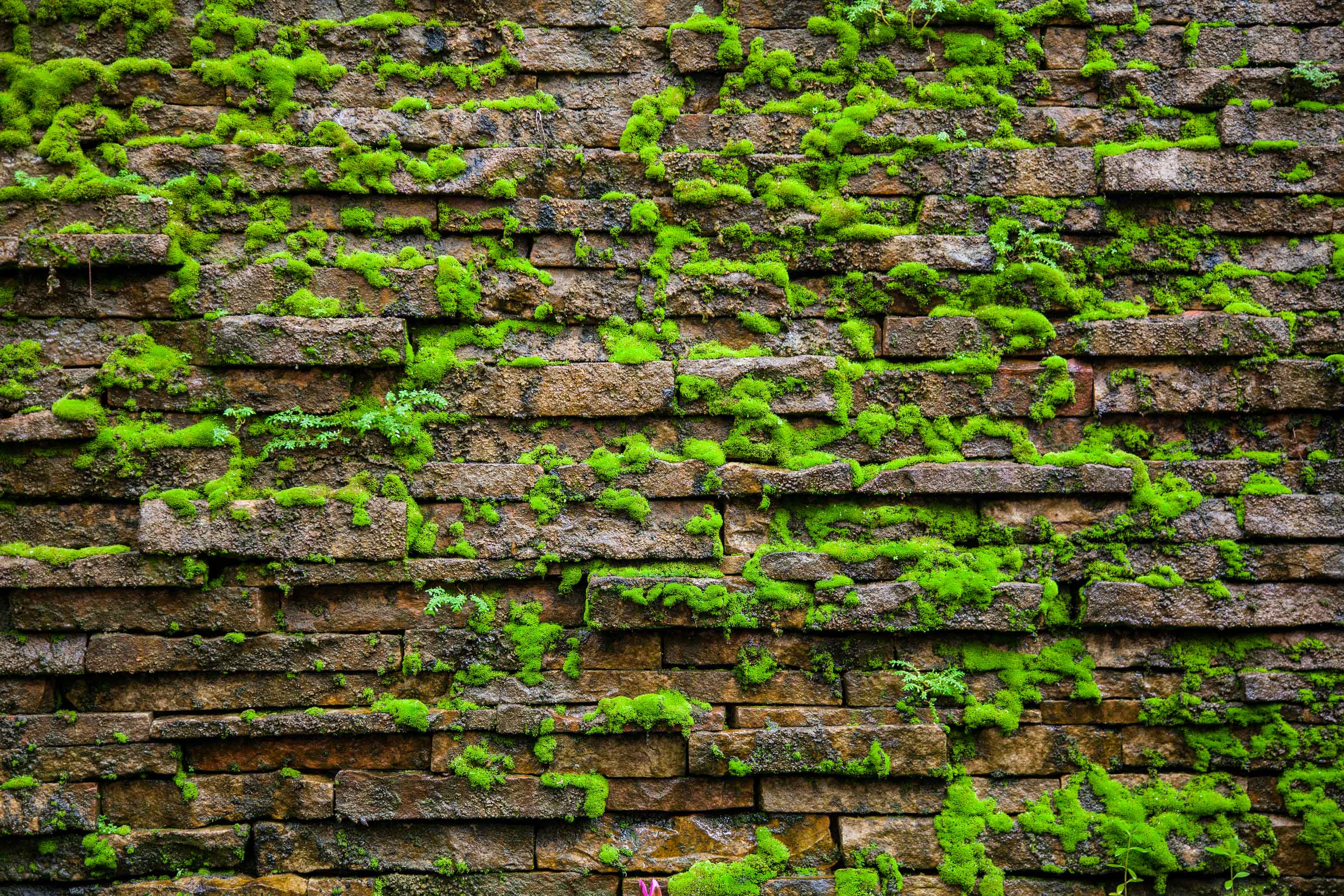 Steinmauer bemoost