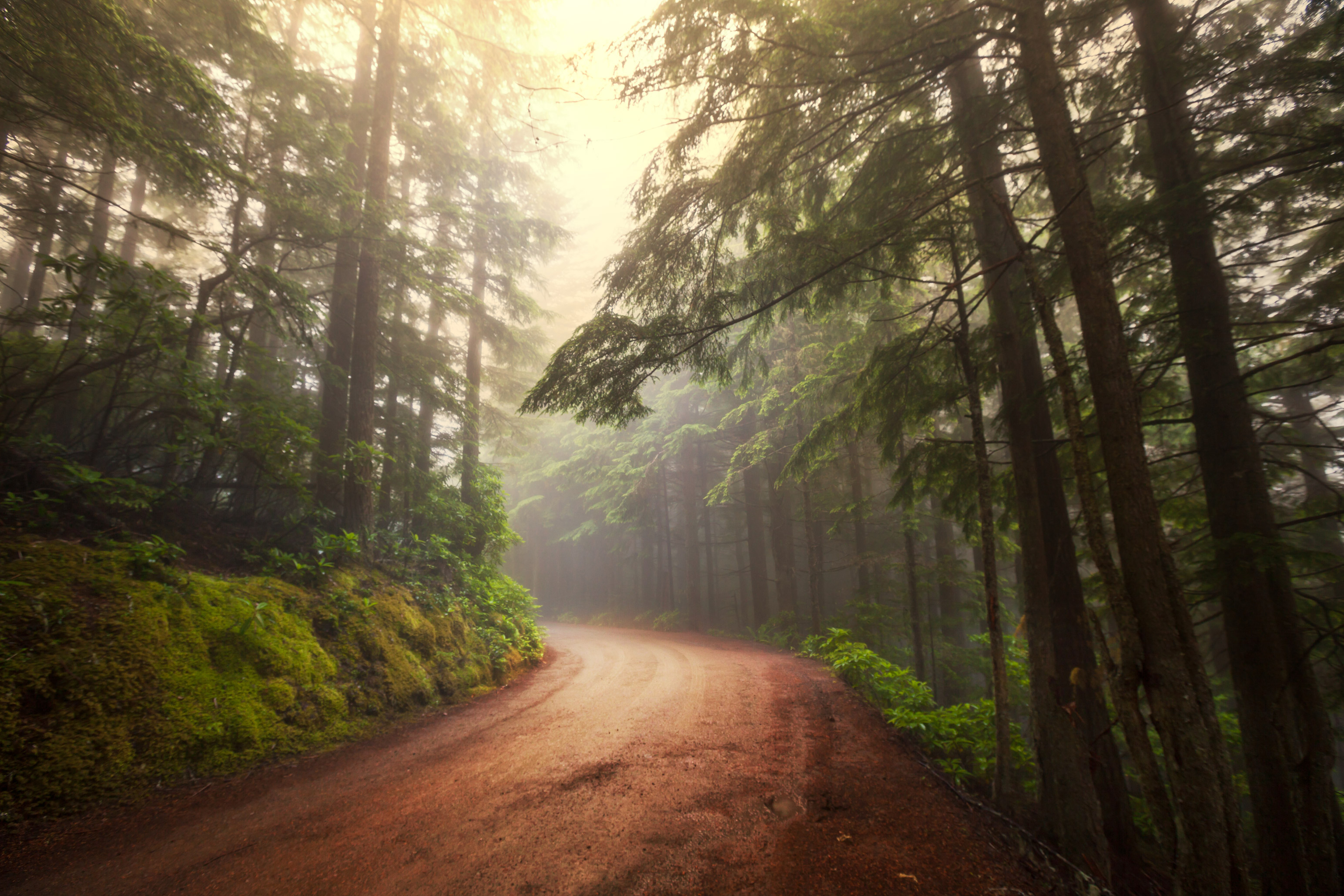 nebliger Waldweg