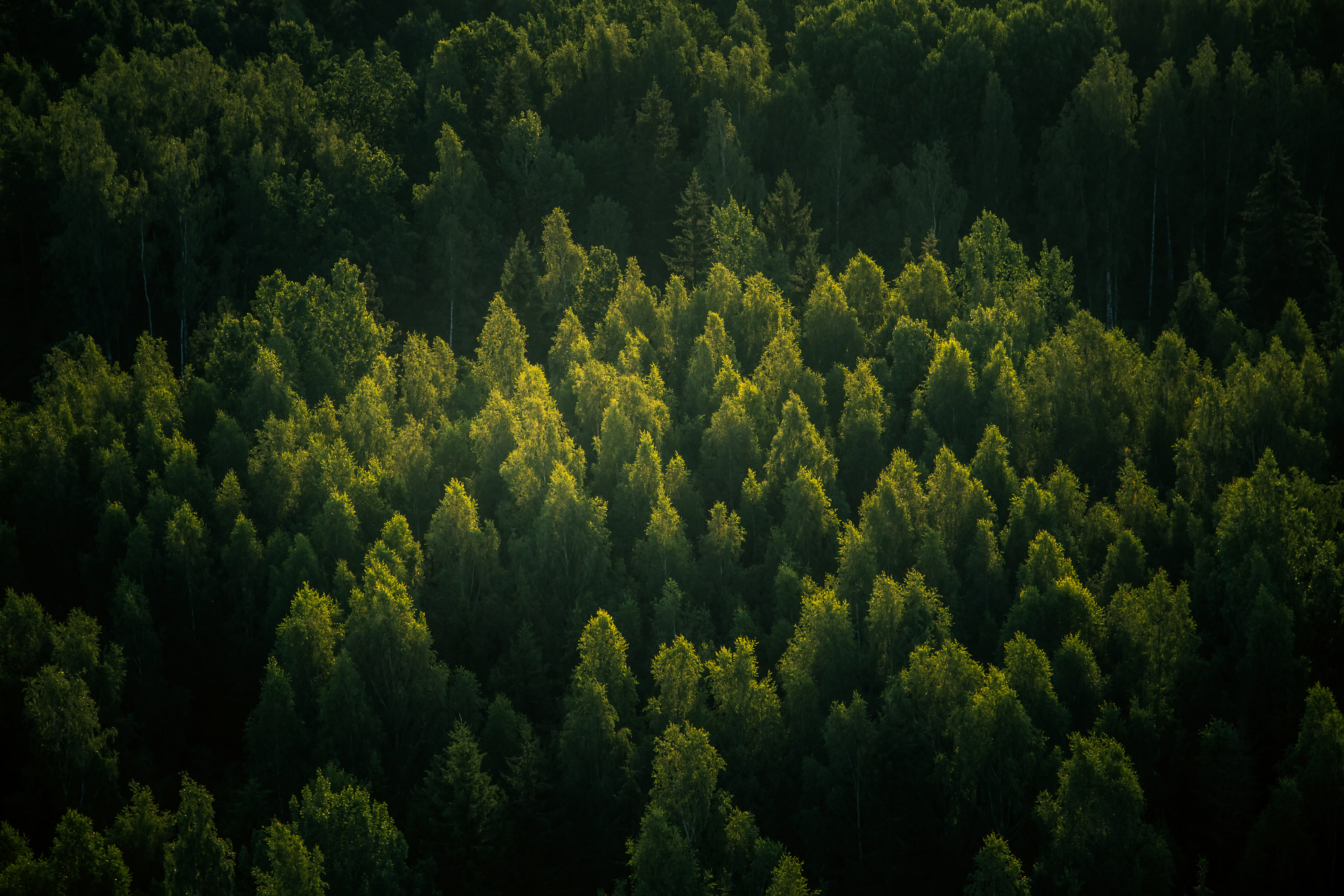 Wald im Sonnenlicht