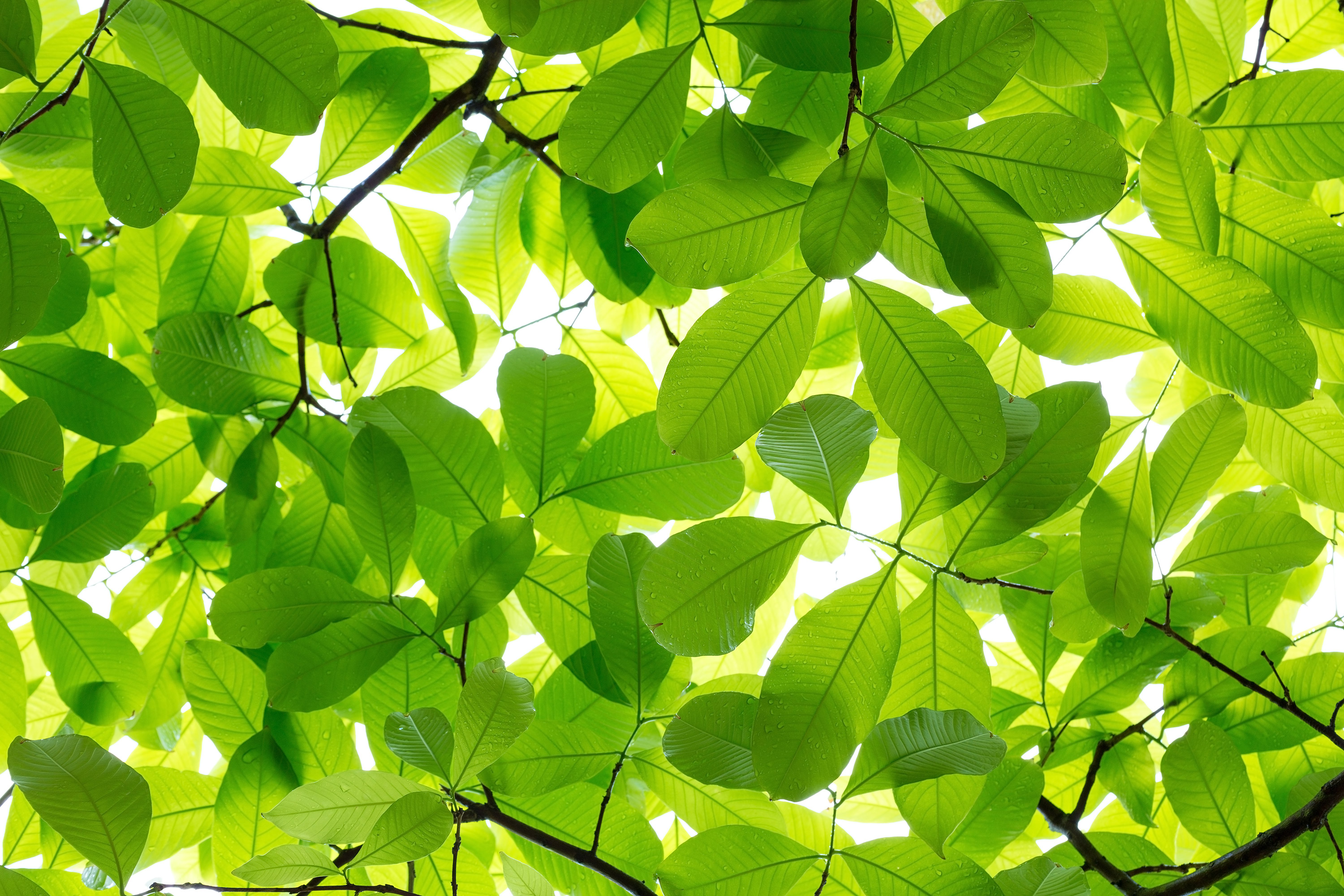 Grüne Blätter im Sonnenlicht