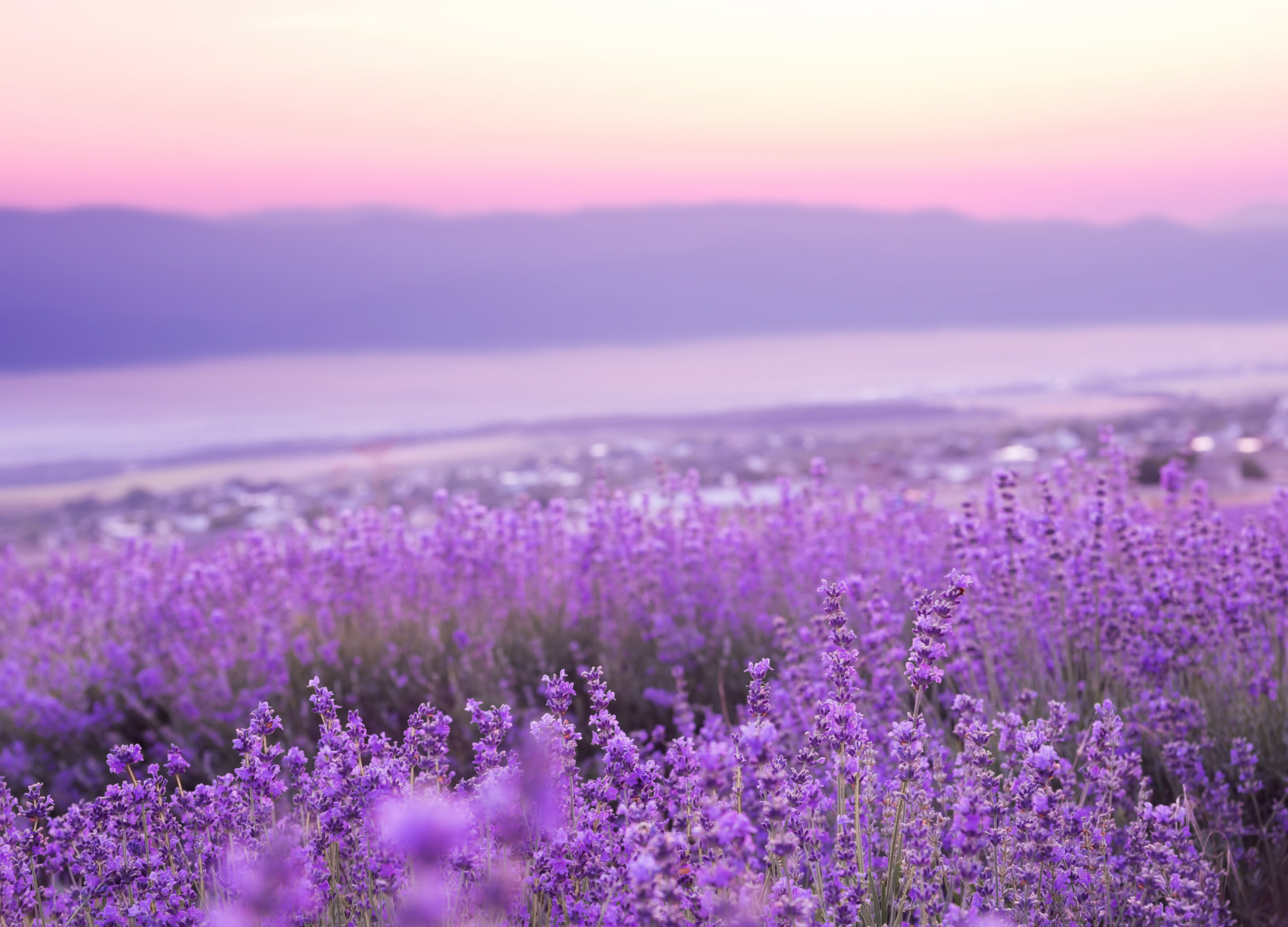 Lavendel der Provence