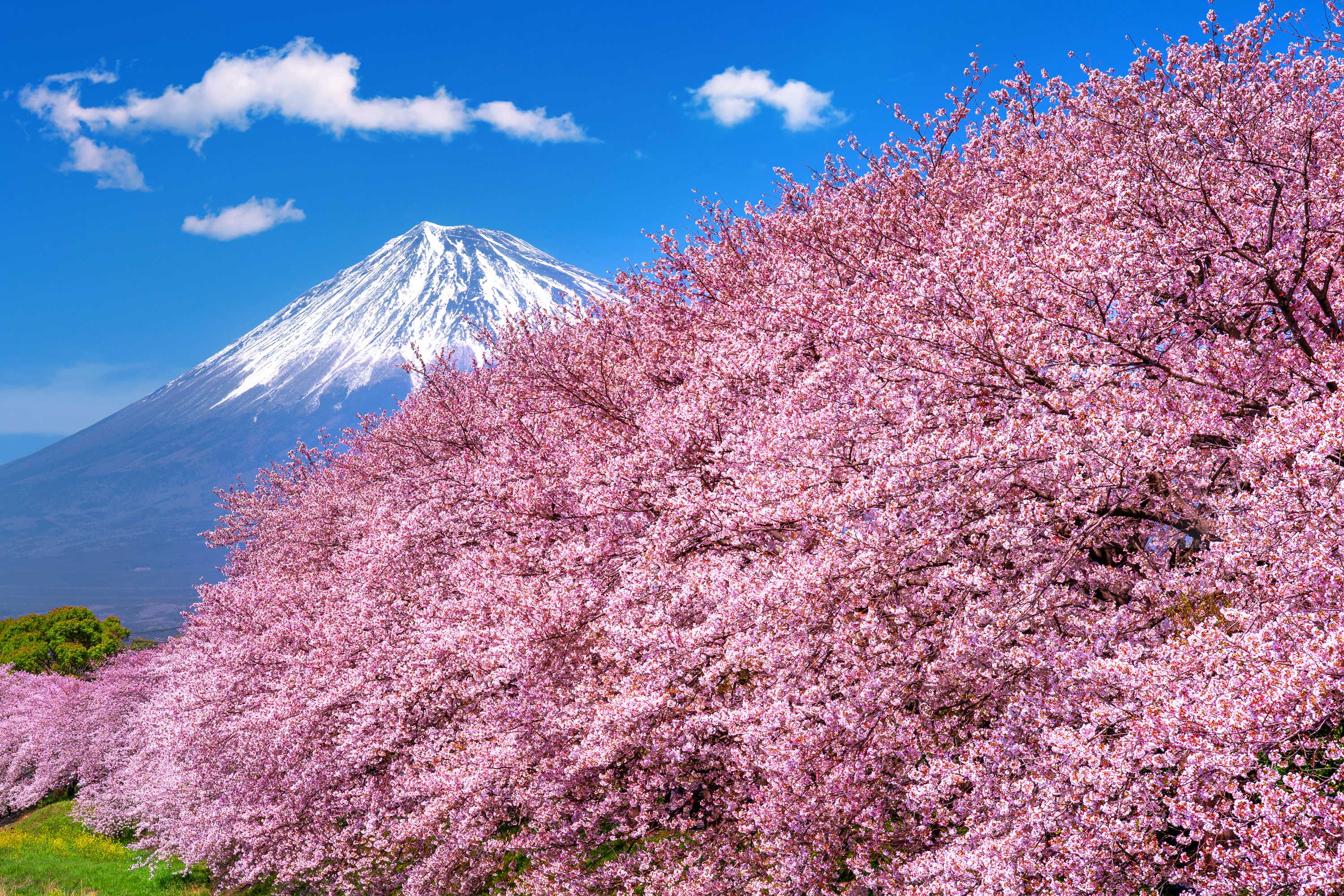 Fuji und Kirschblüten