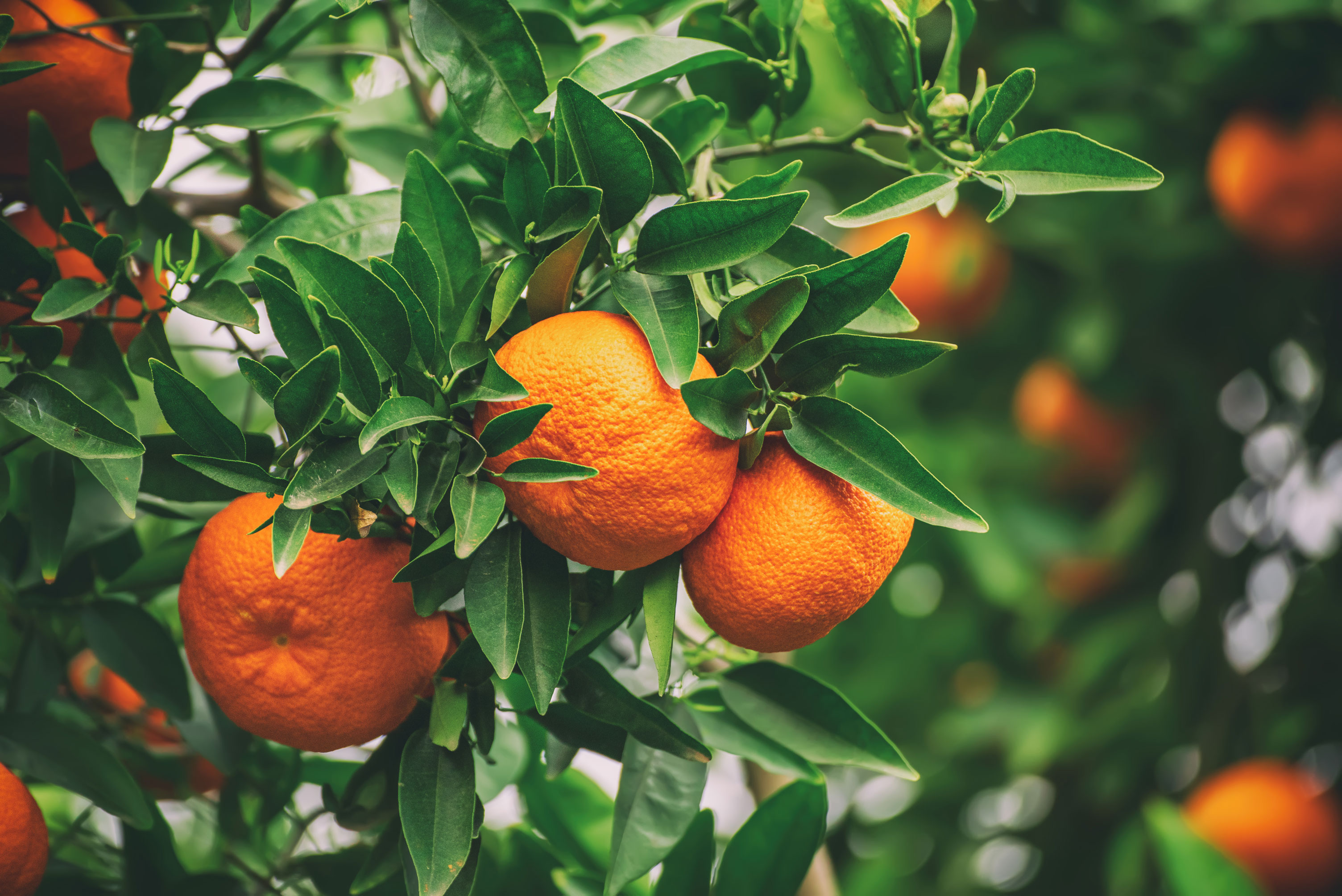 Orangen am Baum