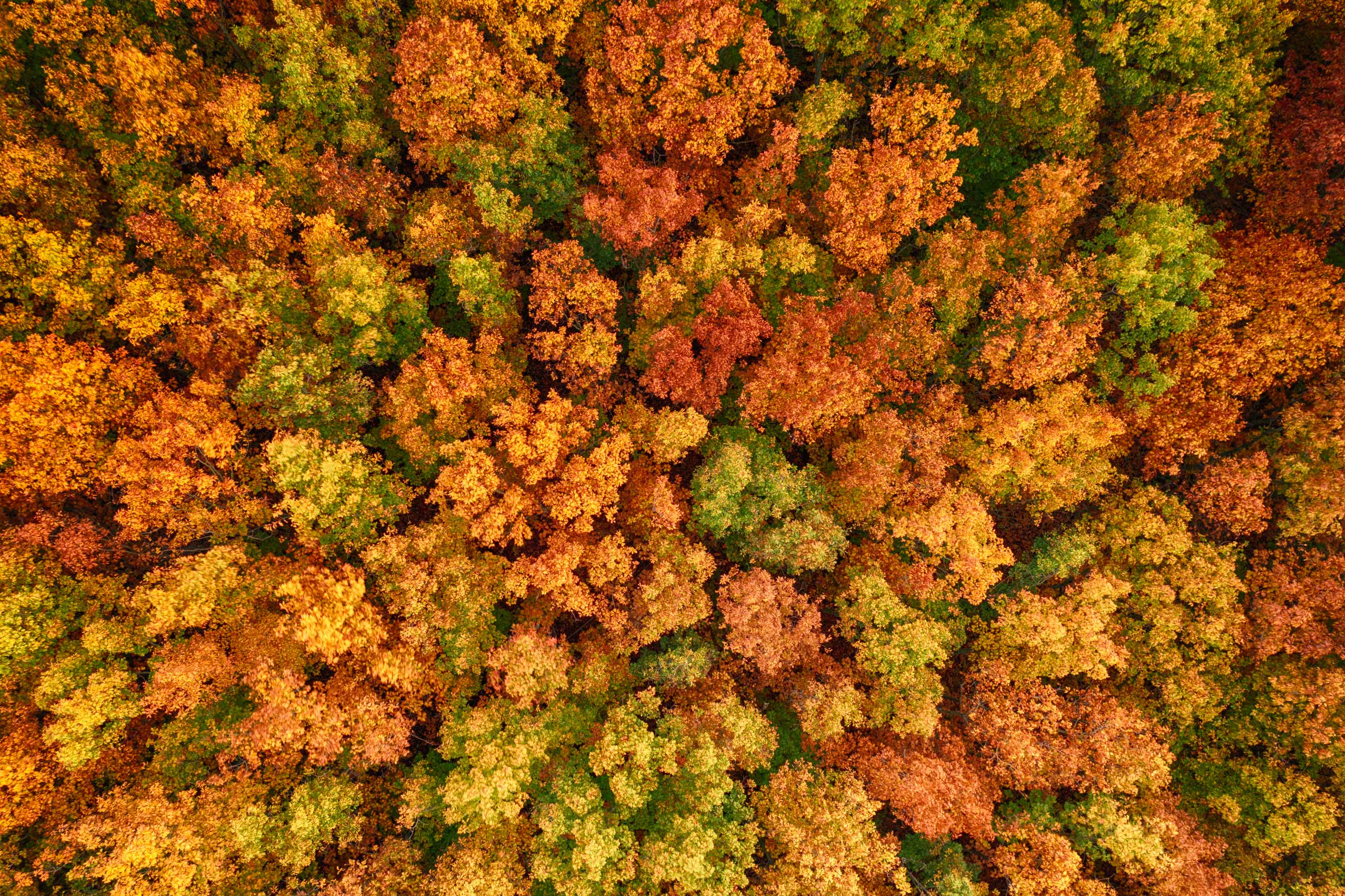 Herbstwald von oben II