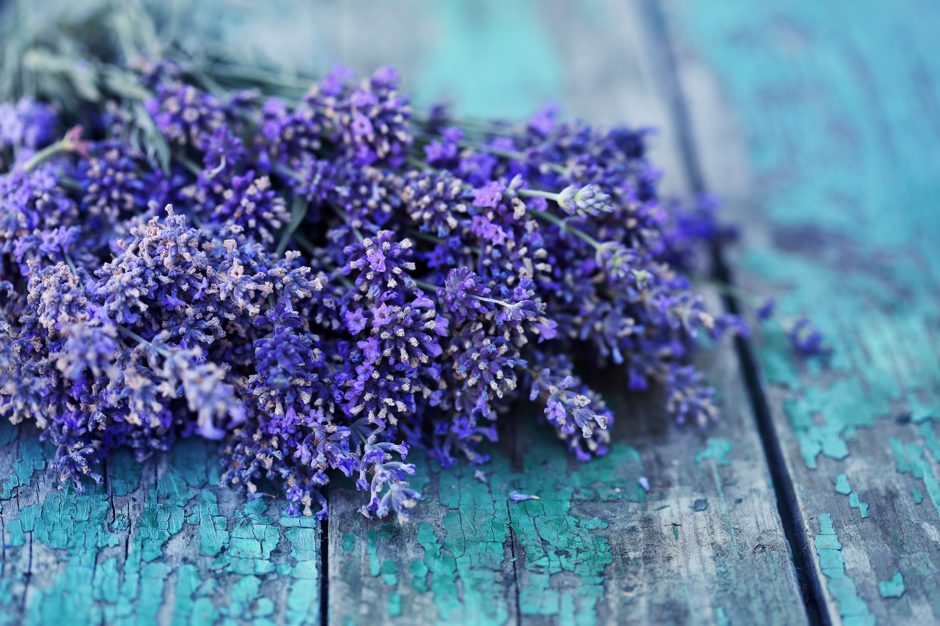 Lavendel