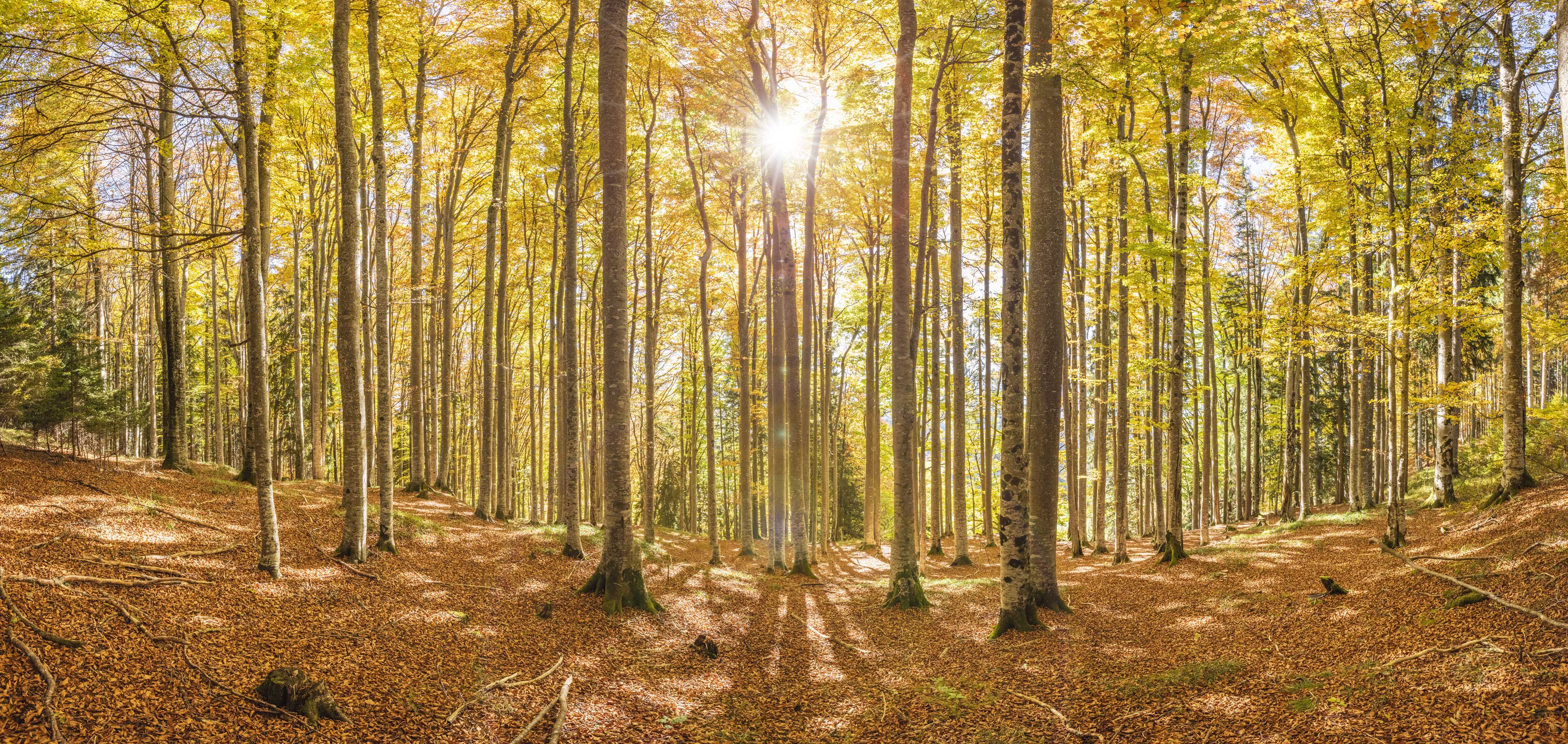 Sonnenuntergang im Wald