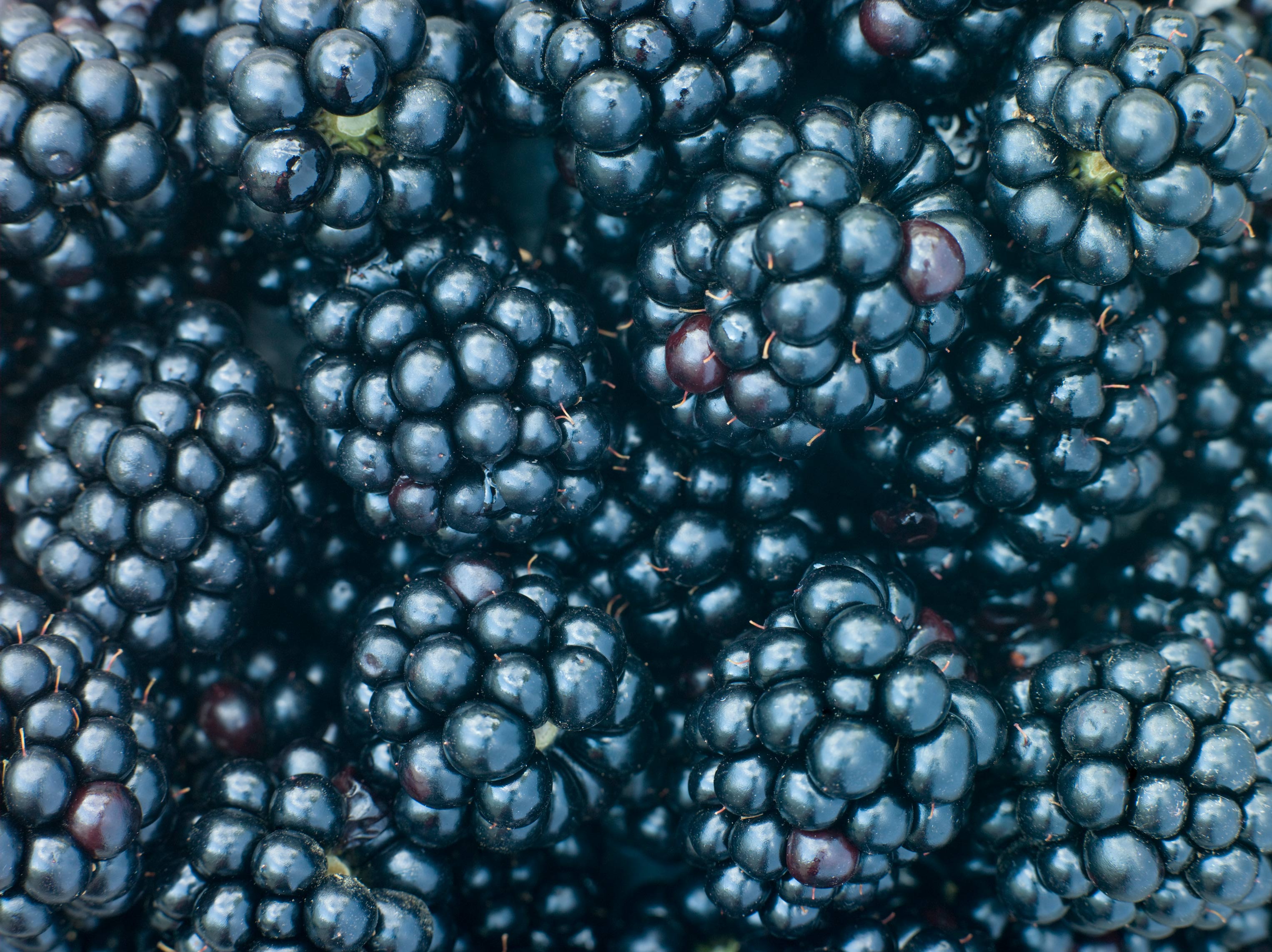 Brombeeren