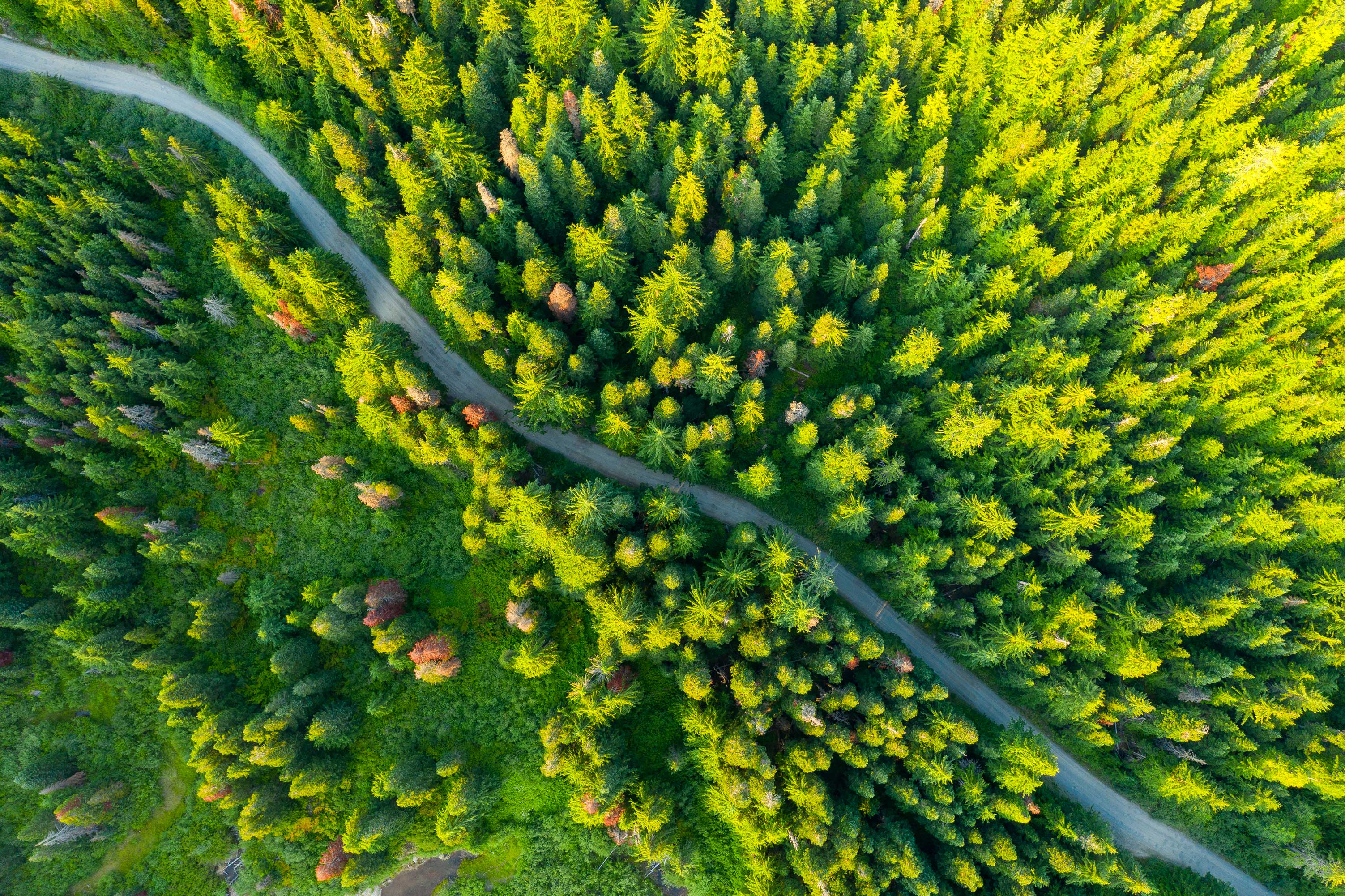 Wald mit Straße von oben